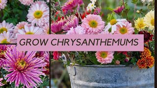 Growing chrysanthemums  what you really need to know [upl. by Ahsineb]