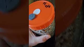 Fastest growing mycelium ever youtubeshorts youtube vlog update food diy amazing new news [upl. by Einaffets]