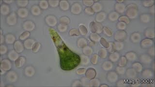 Comparing Microorganism Size Under the Microscope [upl. by Ydnyl835]