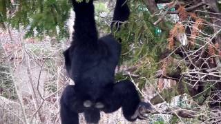 Siamang Gibbon Duet  Cincinnati Zoo [upl. by Anitnauq]