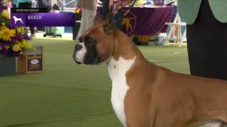 Boxers  Breed Judging 2023 [upl. by Enrahs]