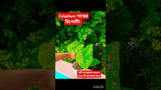 আজ করলাম Caladium গাছের রিপোর্টীং।riport plants gardenankushplantscaladiumviralshortminivlog [upl. by Ydnirb863]