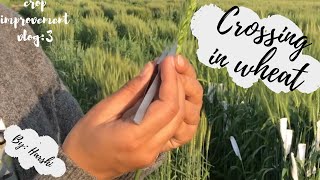 Crossing in wheat Emasculation and pollination [upl. by Lac]