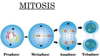 PHASES OF MITOSIS All Things Life Sciences Biology [upl. by Illa]