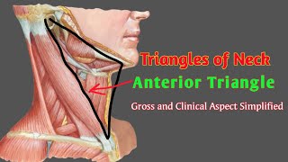 TRIANGLES OF NECK  ANTERIOR TRIANGLE By AnatomyHub [upl. by Werbel]