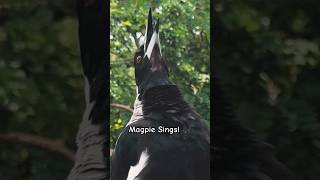 Magpie Sings their heart out and Curious magpie sing sound call 😀 [upl. by Ace]