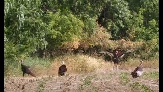 CHASING WILD TURKEYS AND GARDENING Pruning and Moving Tomato Plants July 810 2023 [upl. by Bathesda]