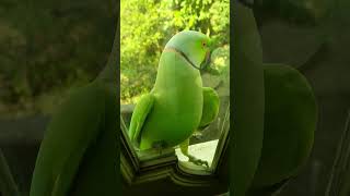 ഹലോ❗️ആരും ഇല്ലേ ഇവിഡേ❓Parrot parrot pet viralvideo viralshorts short viral [upl. by Bren]