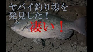 凄い釣り場！これはヤバイ！最高かよ！場所が分かっても場所バレコメントはお控えくださいませ [upl. by Juakn]