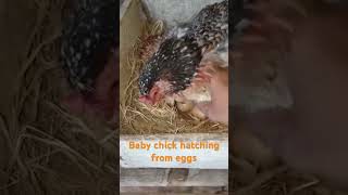 hatched Baby chicks hatching from eggs please like and subscribe to support [upl. by Haridan234]