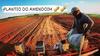 TUDO SOBRE O PLANTIO DO AMENDOIM 🥜🥜safra do amendoim 2022 [upl. by Malonis]