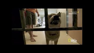 Cesar 911 Season 4 Episode 5 Yoshi’s Castle [upl. by Gaston]