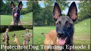 Teaching My Son To Train Protection Dogs Episode 1  Malinois amp Dutch Shepherd [upl. by Sussi]