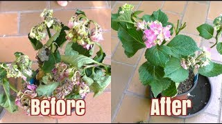 How to Bring A Plant Back To Life in 12 Hours [upl. by Ortrud]