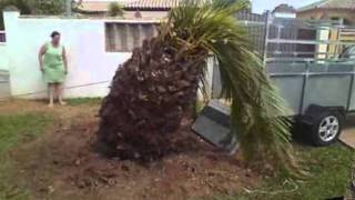 arrancando una palmera [upl. by Eedahs]