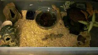 Leopard gecko care  cage setup info  breeding [upl. by Dempstor577]