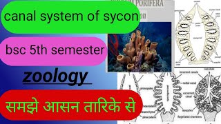 canal system of syconbsc 5th semester canal system of syconsycon syphon syphie bsczoology [upl. by Eixela]