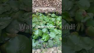 Water lily pond in the back yard garden homegarden [upl. by Idyh446]