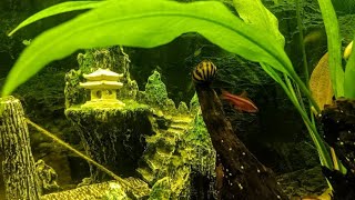 Nerite Snail crowned KING Other cool fishy moments [upl. by Miguelita]