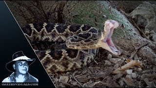 Rattlesnake Strikes In Slow Motion 05 [upl. by Avie]