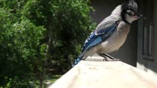 Feeding my blue jay fledgling [upl. by Sedecrem]