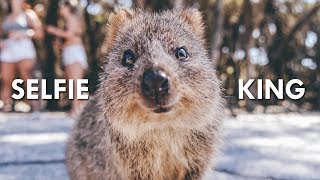 Quokkas The Happiest Animals on the Internet [upl. by Barret734]