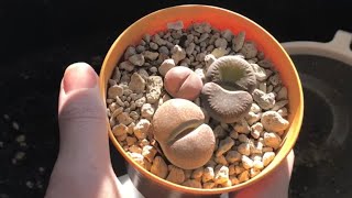 Why Large Lithops Often Shrink Drastically When They Get New Leaves Checking Lithops Root Health [upl. by Georgy]