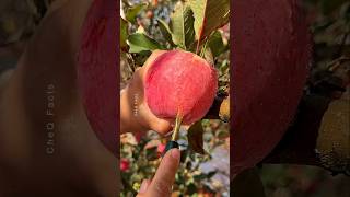 How to Grow Apple Tree From Seeds at Home 🍎 plants farming shorts [upl. by Siraved]