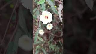 Flowers of Xenostegia tridentata [upl. by Akili]