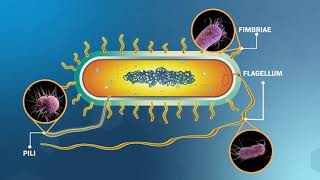 Structure and Replication of Bacterial Cells [upl. by Niarfe424]