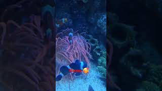 Clown Fish nemo clownfish fish [upl. by Rafaelita]