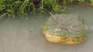 Giant African Bullfrog Attack [upl. by Iturhs591]