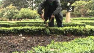 How To Trim A Buxux Hedge [upl. by Mears]