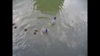 Enten mit Küken auf dem Teich mit Blässhühnern und Gänsen in Herne [upl. by Noillimaxam602]