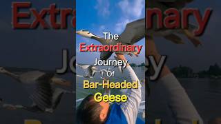 The Extraordinary Journey Of BarHeaded Geese shorts youtubeshorts geese [upl. by Euqirrne628]