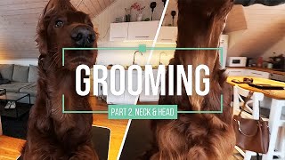 Grooming Part 2  Irish Red Setter  Neck amp Head [upl. by Lazare]