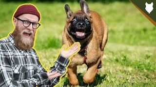 What To Do With A NEW BELGIAN MALINOIS PUPPY [upl. by Darsey]