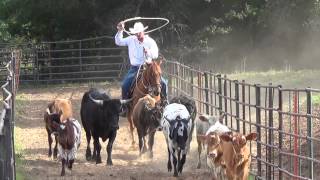 Tom Ben roping  a horse for sale at GoldBuckleBarrelHorsescom [upl. by Orji]