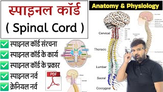 स्पाइनल कॉर्ड  Spinal Cord  Nervous System  Anatomy and physiology  Anatomy  Physiology [upl. by Namya865]