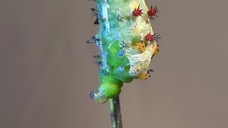 Cecropia Moth Caterpillar Molting Hyalophora cecropia [upl. by Eedrahs]