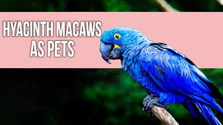 Hyacinth Macaws as Pets A Complete Care Guide [upl. by Sachs651]