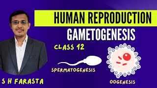 Gametogenesis Class 12Spermatogenesis and Oogenesis Class 12Human reproduction [upl. by Haukom75]