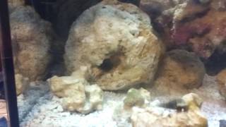 Update on jawfish death and new fish [upl. by Shelagh891]