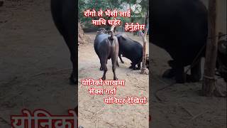 rago le buffalo lai amazing love garda heranuhosa dekhiyo yonighar subscribe shorts animals [upl. by Ilahsiav]