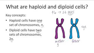 Haploid v Diploid [upl. by Ennovad]