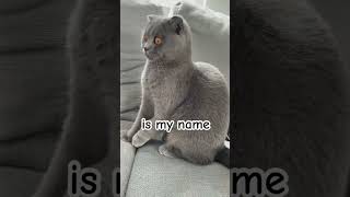 Cat names is fox lol cat funny [upl. by Papst]