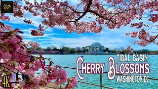 Cherry Blossoms 2023 Tidal Basin Washington DC 4K Walking Tour [upl. by Inajar]