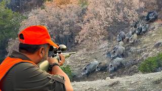 INCREDIBLE MASSIVE WILD BOAR HERDS AMAZING HOG SHOTS UNFORGETTABLE MOMENTS [upl. by Amaerd]