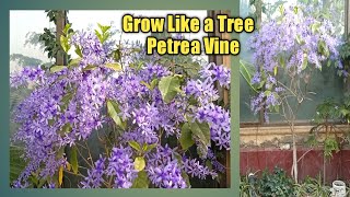 Grow Petrea Vine Like a Tree  How To Grow Petrea vine plant  Petrea Tree [upl. by Knowland922]