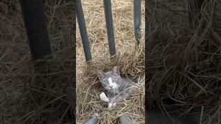 Who’s hiding in the hay rack🐱 farmstead barncat farmlife [upl. by Ativahs]